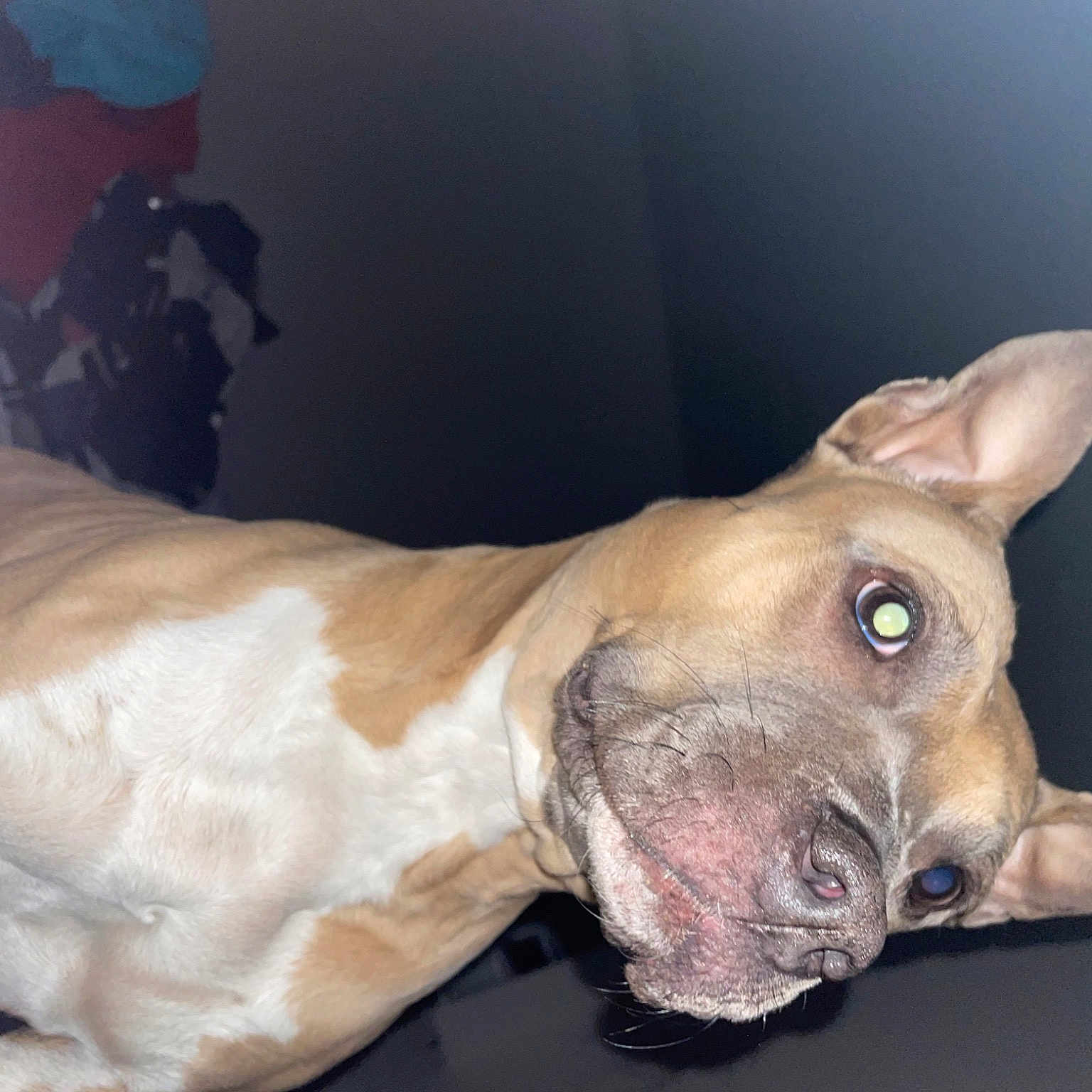 Nikita a rejoint le concours — aidez-le/la à gagner de superbes lots ! canidae, carnivore, companion_dog, dog, dog_breed, ear, fawn, felidae, flesh, jaw, liver, non_sporting_group, snout, sporting_group, terrestrial_animal, whiskers, wildlife, wrinkle