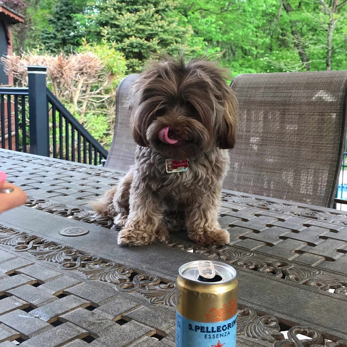 Rambo joined the competition — help win amazing prizes! bolonka, canidae, carnivore, catalan_sheepdog, cockapoo, dog, dog_breed, havanese, lhasa_apso, liver, mammal, non_sporting_group, rare_breed_dog, sapsali, shih_tzu, sporting_group, terrier, tibetan_terrier, toy_dog
