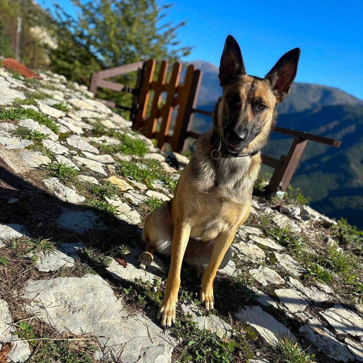 Panama participe au concours pour gagner de l'argent avec cette photo : animal, canine, dog, flagstone, germanshepherd, nature, outdoors, path, person, pet, policedog, puppy, rock, rubble, scenery, sitting, slate, walkway, yard