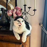 Milo a rejoint le concours — aidez-le/la à gagner de superbes lots ! abyssinian, animal, candle, cat, closet, cupboard, flower, flowerarrangement, flowerbouquet, furniture, hardwood, indoors, kitten, manx, pet, plant, pottery, rose, shelf, wood