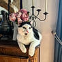 abyssinian, animal, candle, cat, closet, cupboard, flower, flowerarrangement, flowerbouquet, furniture, hardwood, indoors, kitten, manx, pet, plant, pottery, rose, shelf, wood