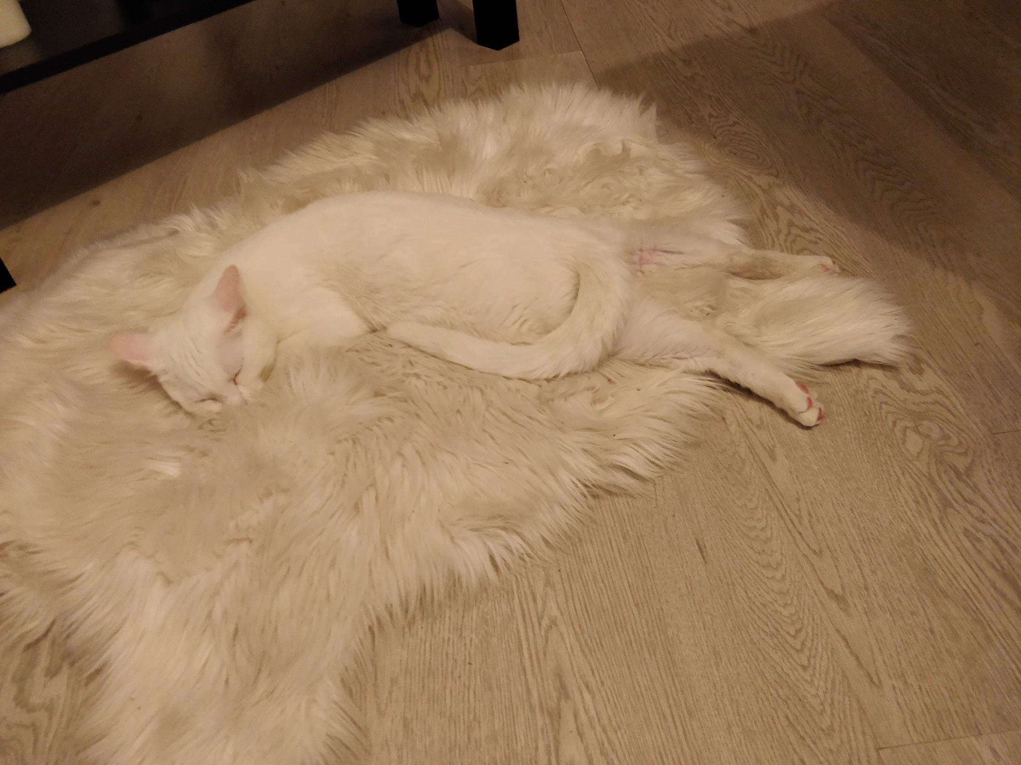 Ice a rejoint le concours — aidez-le/la à gagner de superbes lots ! carnivore, cat, domestic_long_haired_cat, fawn, felidae, floor, flooring, fur, hardwood, hide, paw, persian, ragdoll, small_to_medium_sized_cats, tail, turkish_angora, whiskers