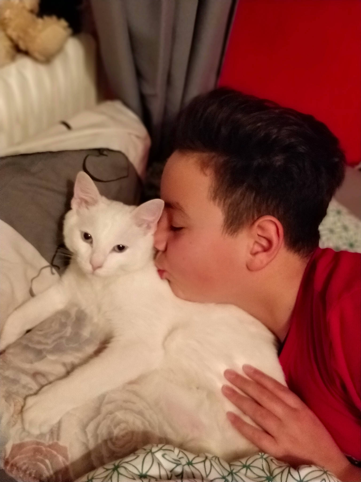 Ice participe au concours pour gagner de l'argent avec cette photo : asian, burmilla, carnivore, cat, colorpoint_shorthair, ear, eye, felidae, fur, hug, interaction, khao_manee, kitten, mammal, nose, skin, small_to_medium_sized_cats, turkish_angora, turkish_van, whiskers