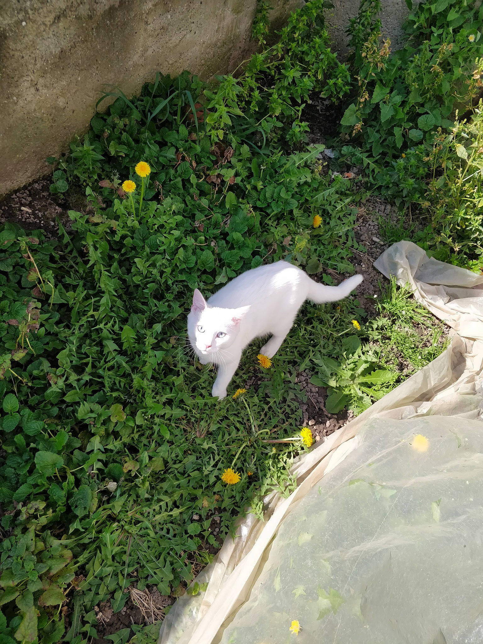 Ice participe au concours pour gagner de l'argent avec cette photo : canidae, carnivore, cat, dog, dogo_argentino, felidae, grass, plant, tail, yellow, zoo