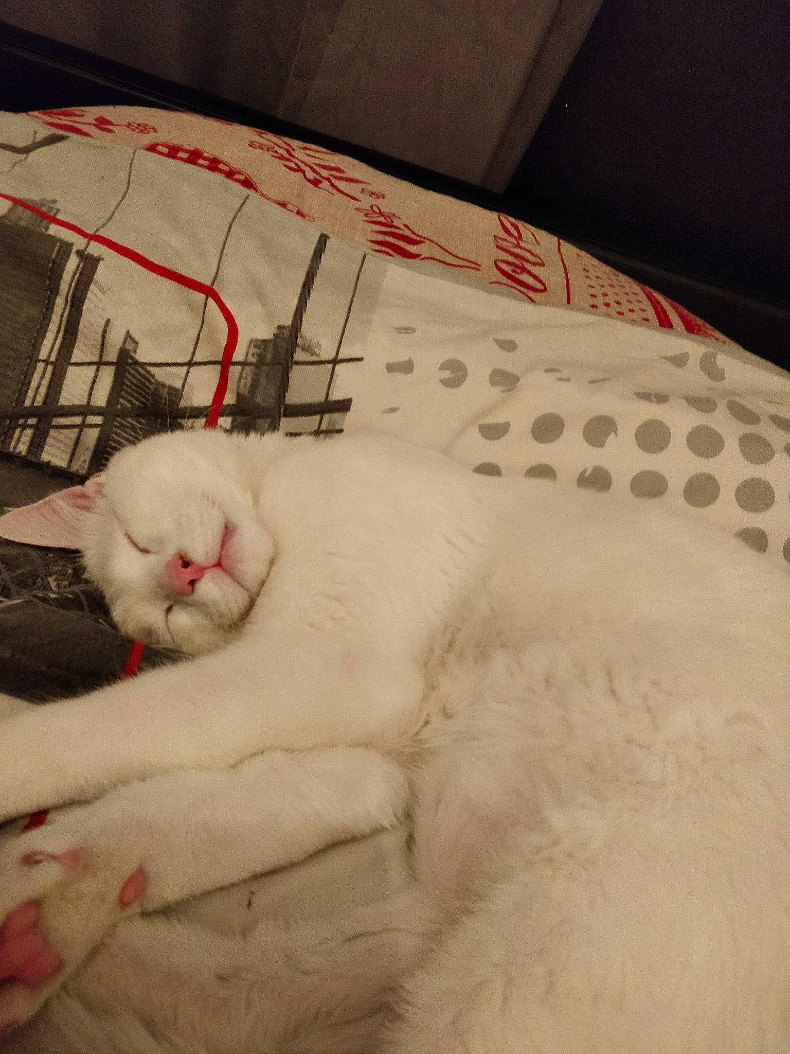 Ice a rejoint le concours — aidez-le/la à gagner de superbes lots ! asian, bed_sheet, burmilla, carnivore, cat, colorpoint_shorthair, felidae, fur, khao_manee, kitten, persian, sleep, small_to_medium_sized_cats, tail, textile, turkish_angora, turkish_van, whiskers