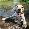 Brennen joined the competition — help win amazing prizes! dog, labrador, wet, swimming, river, water, dock, wood, outdoors, nature, summer, happy, smiling, tongue, portrait, pet, animal, greenery, ripples, sunlight