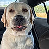 Brennen is registered to the contest to win money with this photo: dog, labrador, yellow_lab, pet, canine, portrait, close_up, sitting, tongue, floppy_ears, brown_eyes, black_nose, fur, car, vehicle, interior, passenger_seat, window, outdoor, daylight