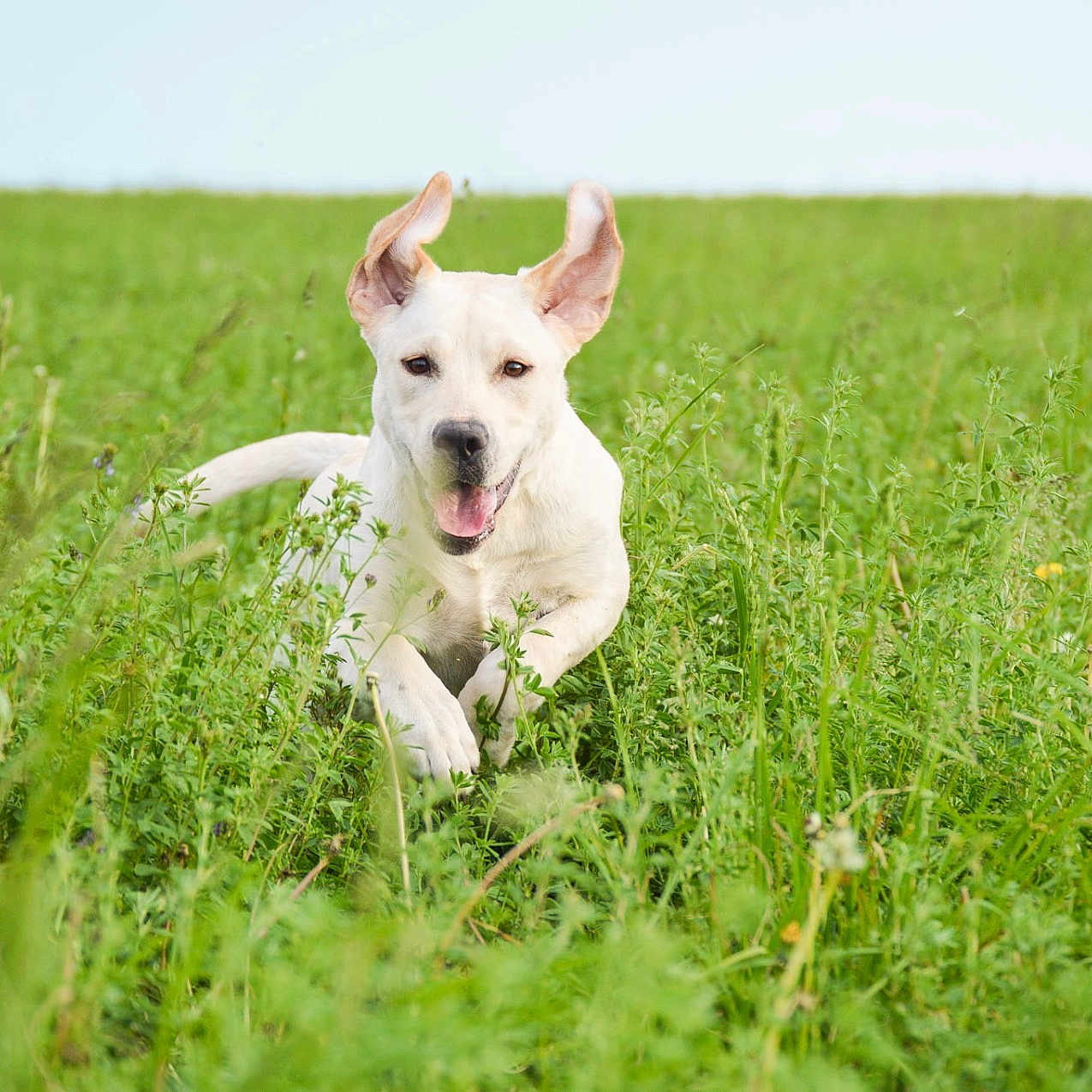 Brennen joined the competition — help win amazing prizes! dog, white_dog, animal, pet, outdoors, meadow, grass, wildflowers, greenery, nature, running, happy, playful, ears, open_mouth, tongue, portrait, daylight, field, spring