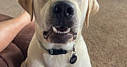 Brennen is registered to the contest to win money with this photo: dog, labrador, pet, animal, sitting, smiling, happy, portrait, indoors, living_room, carpet, blanket, couch, television, collar, tag, cream_coat, floppy_ears, black_nose, front_facing