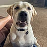 dog, labrador, pet, animal, sitting, smiling, happy, portrait, indoors, living_room, carpet, blanket, couch, television, collar, tag, cream_coat, floppy_ears, black_nose, front_facing