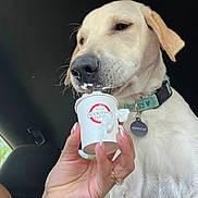 Brennen joined the competition — help win amazing prizes! dog, labrador, yellow_lab, pet, animal, canine, close_up, portrait, white_fur, yellow_fur, black_nose, floppy_ears, collar, dog_tag, coffee_cup, whipped_cream, human_hand, car_interior, candid, funny
