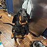 dog, dogs, black_and_tan, large_dog, small_dog, sitting, portrait, jowls, floppy_ears, collar, wooden_floor, kitchen, stainless_steel, appliance, towels, shoes, indoor, pet, photography, funny