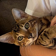 Ralphy is registered to the contest to win money with this photo: cat, tabby, pet, animal, close_up, whiskers, ears, eyes, fur, paws, person, hand, white_shirt, holding, cozy, indoor, cute, curious, domestic_cat, portrait
