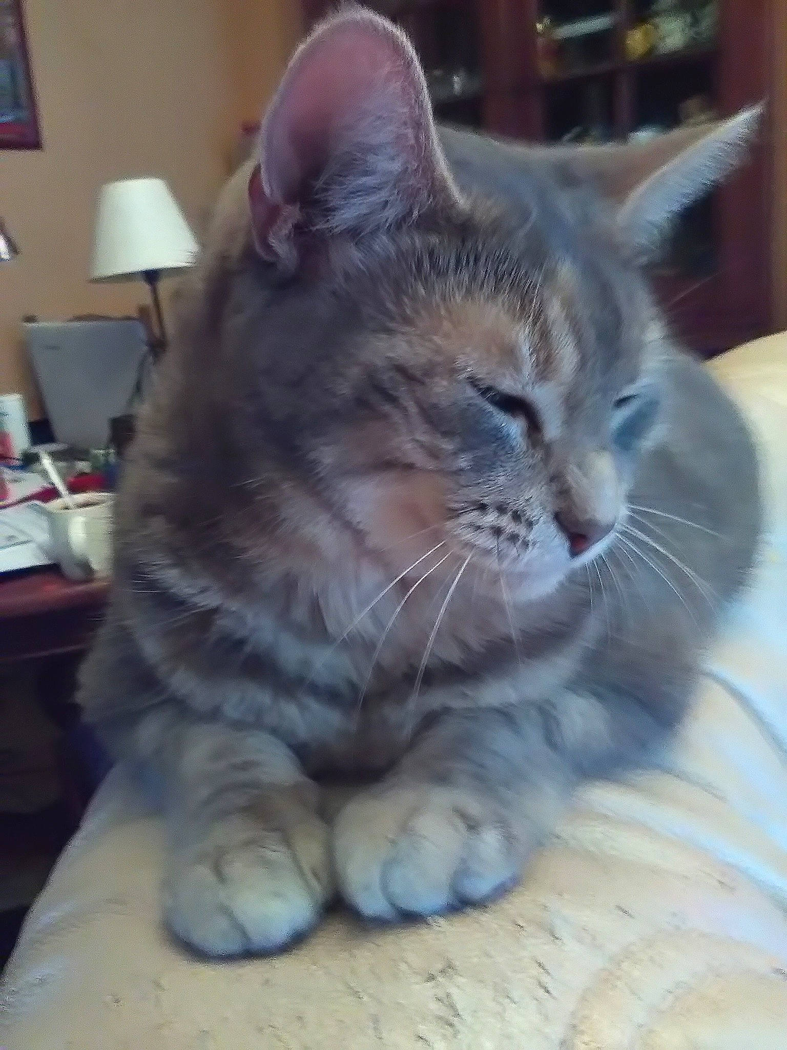 Julia participe au concours pour gagner de l'argent avec cette photo : american_shorthair, asian, british_semi_longhair, british_shorthair, carnivore, cat, domestic_short_haired_cat, european_shorthair, felidae, kitten, korat, mammal, nebelung, polydactyl_cat, russian_blue, small_to_medium_sized_cats, snout, tabby_cat, vertebrate, whiskers