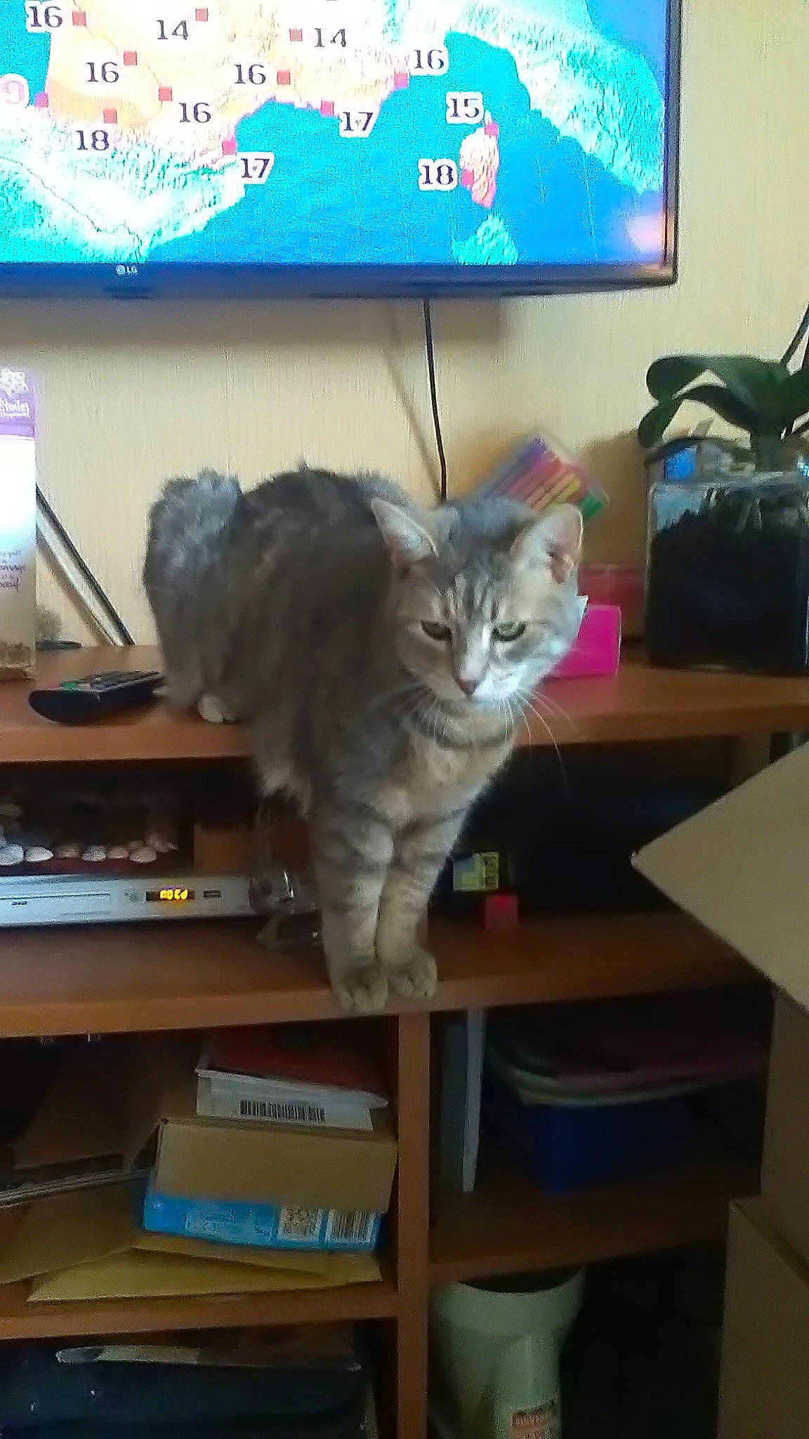 Julia participe au concours pour gagner de l'argent avec cette photo : american_shorthair, asian, british_semi_longhair, carnivore, cat, domestic_short_haired_cat, european_shorthair, felidae, kitten, mammal, pixie_bob, siberian, small_to_medium_sized_cats, whiskers