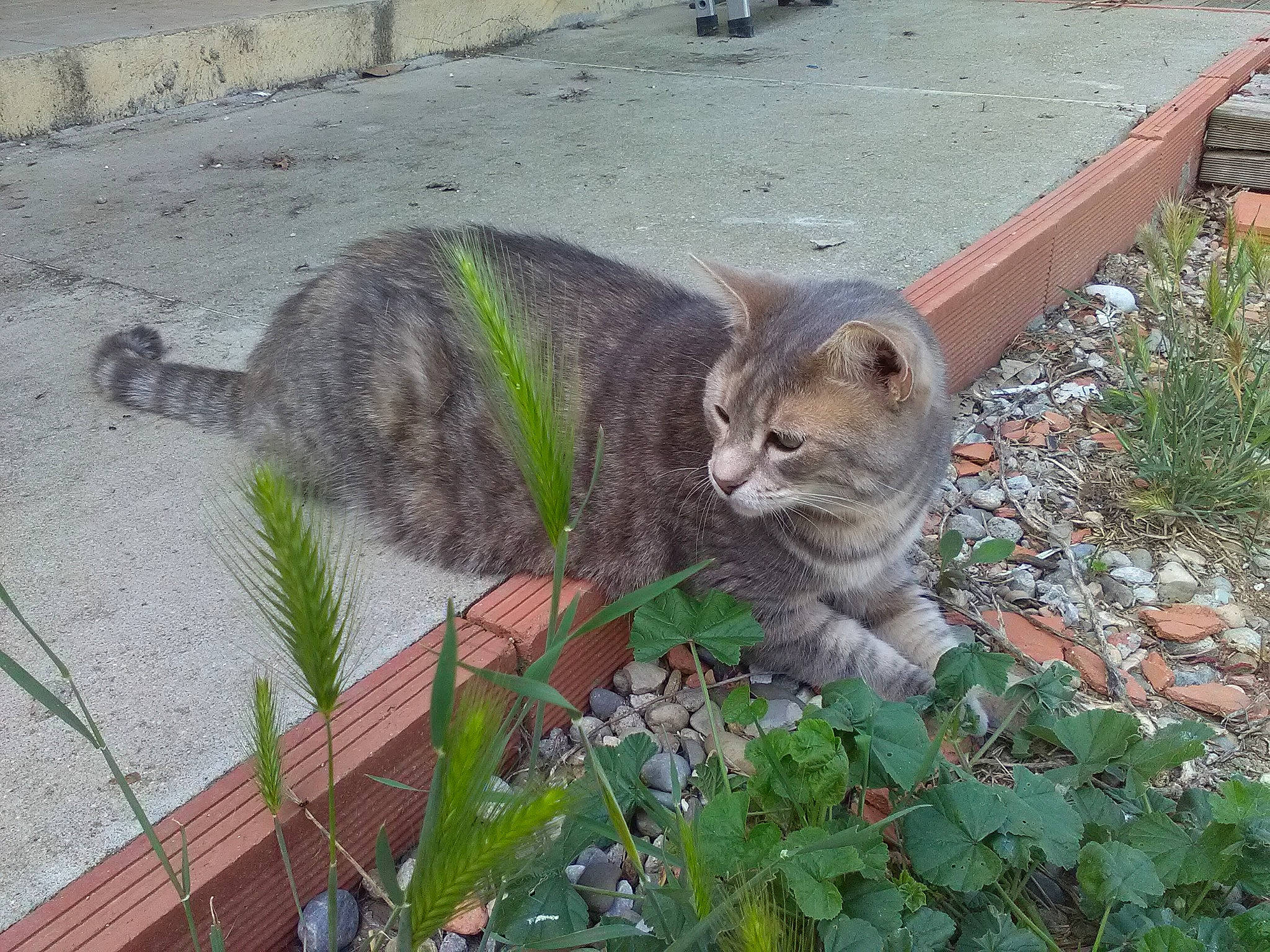 Julia a rejoint le concours — aidez-le/la à gagner de superbes lots ! carnivore, cat, domestic_short_haired_cat, european_shorthair, felidae, grass, mammal, plant, small_to_medium_sized_cats, tabby_cat, tail, whiskers, wild_cat