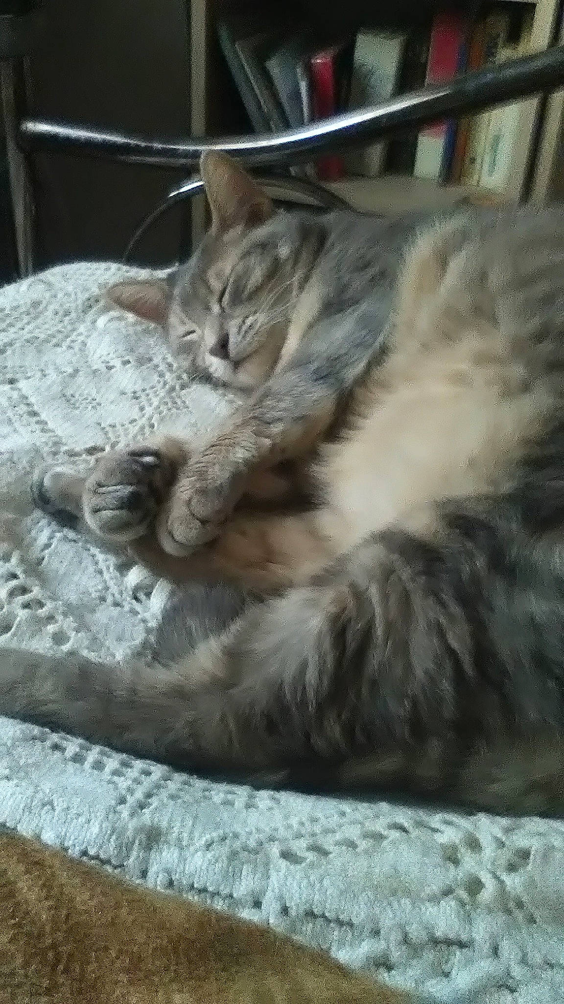 Julia participe au concours pour gagner de l'argent avec cette photo : asian, british_longhair, british_semi_longhair, carnivore, cat, domestic_long_haired_cat, domestic_short_haired_cat, dragon_li, european_shorthair, felidae, fur, kitten, maine_coon, mammal, nebelung, norwegian_forest_cat, siberian, small_to_medium_sized_cats, tabby_cat, whiskers