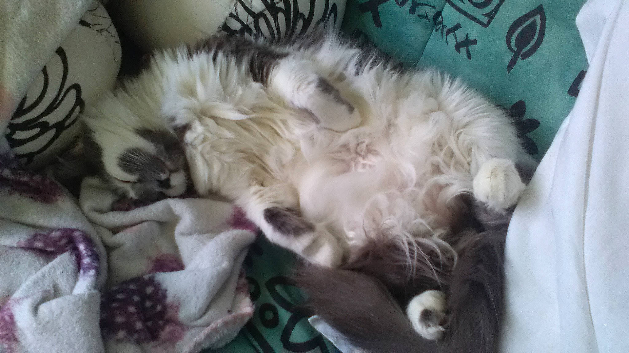 Nouchette participe au concours pour gagner de l'argent avec cette photo : american_curl, birman, canidae, carnivore, cat, companion_dog, dog_breed, felidae, kitten, mammal, nap, paw, ragamuffin, ragdoll, small_to_medium_sized_cats, whiskers