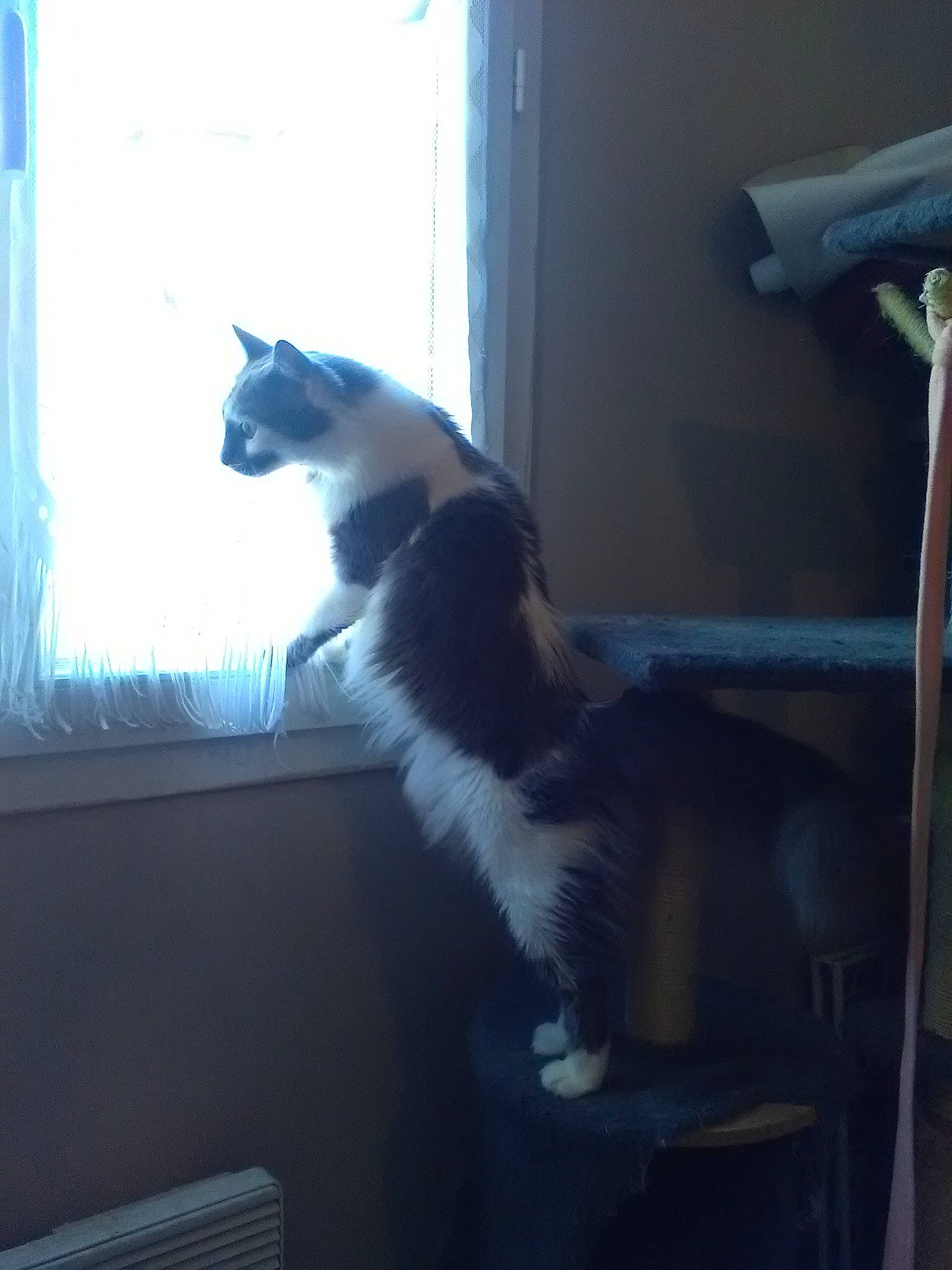 Nouchette a rejoint le concours — aidez-le/la à gagner de superbes lots ! carnivore, cat, felidae, fur, kitten, polydactyl_cat, room, small_to_medium_sized_cats, tail, whiskers, window