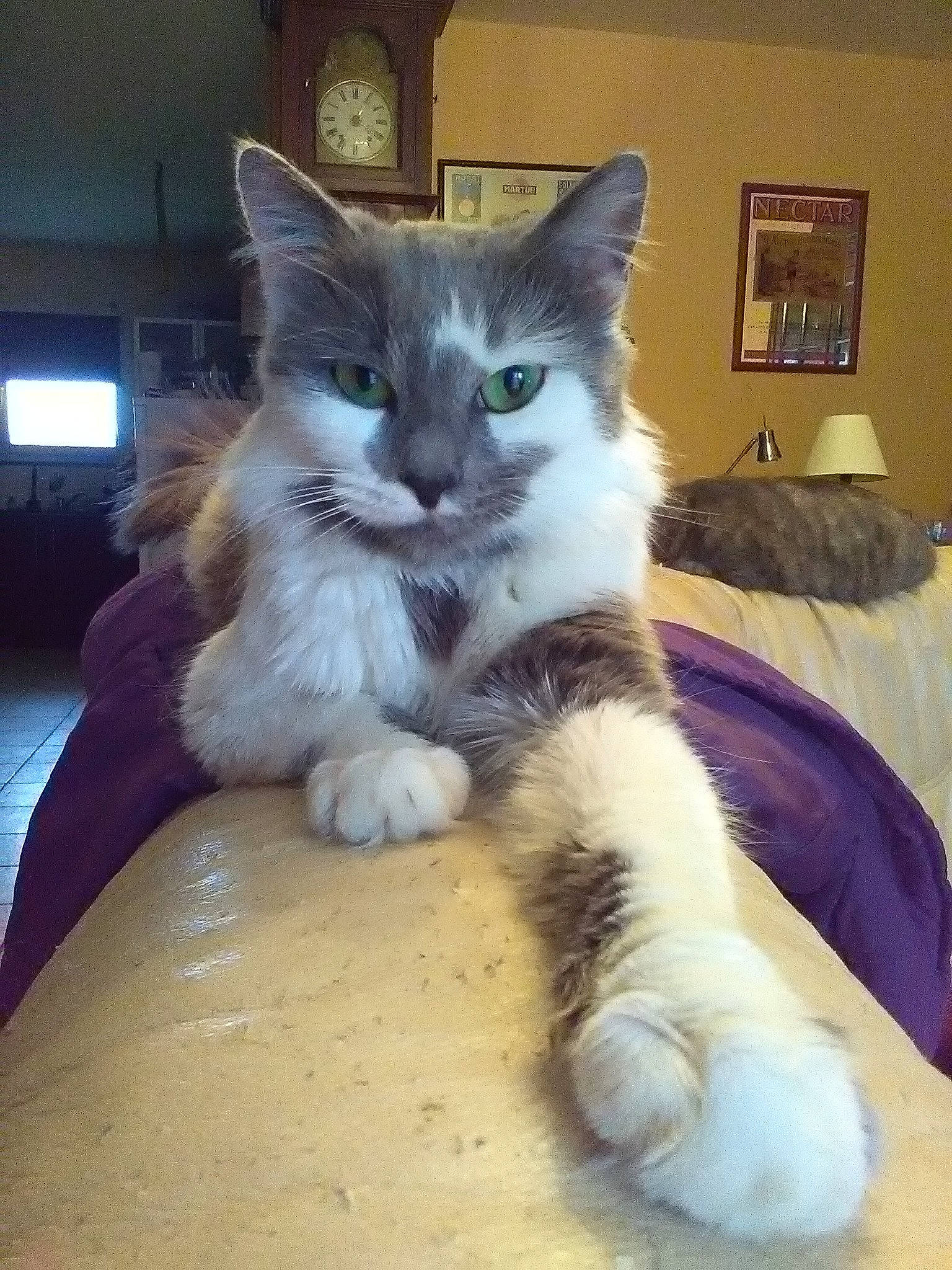 Nouchette a rejoint le concours — aidez-le/la à gagner de superbes lots ! asian, carnivore, cat, domestic_long_haired_cat, domestic_short_haired_cat, fawn, felidae, kitten, maine_coon, mammal, norwegian_forest_cat, ojos_azules, polydactyl_cat, ragamuffin, ragdoll, small_to_medium_sized_cats, tail, turkish_angora, vertebrate, whiskers