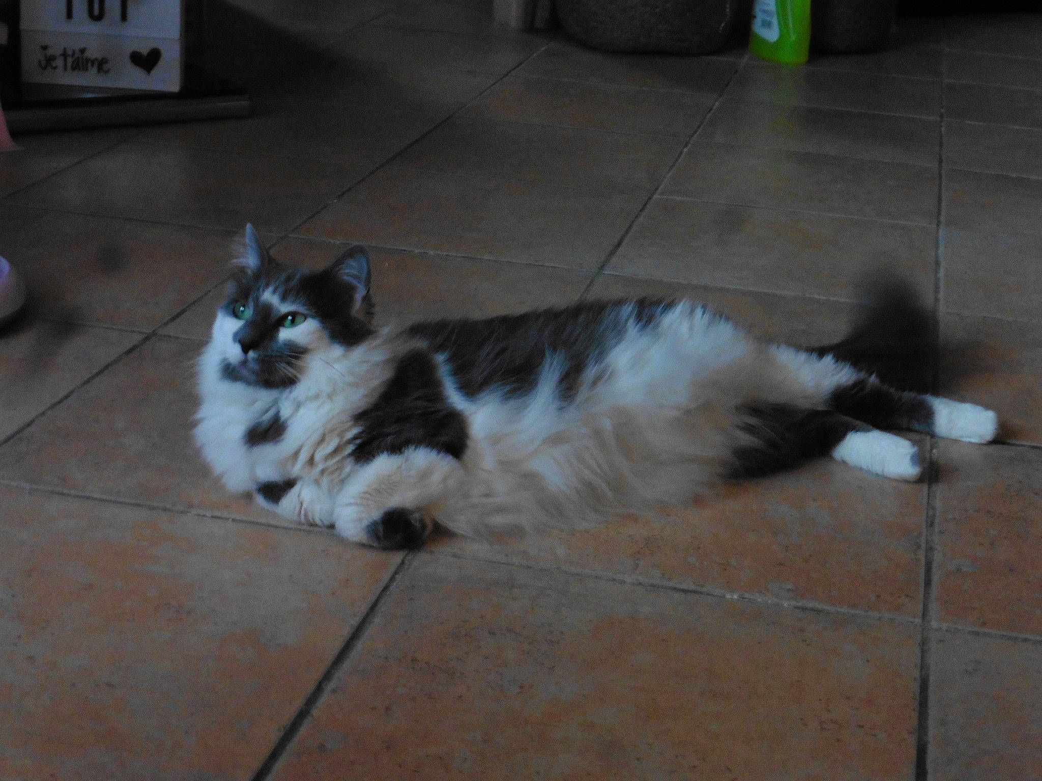 Nouchette a rejoint le concours — aidez-le/la à gagner de superbes lots ! carnivore, cat, cymric, domestic_long_haired_cat, domestic_short_haired_cat, european_shorthair, fawn, felidae, floor, flooring, kitten, mammal, norwegian_forest_cat, polydactyl_cat, ragamuffin, small_to_medium_sized_cats, tail, whiskers