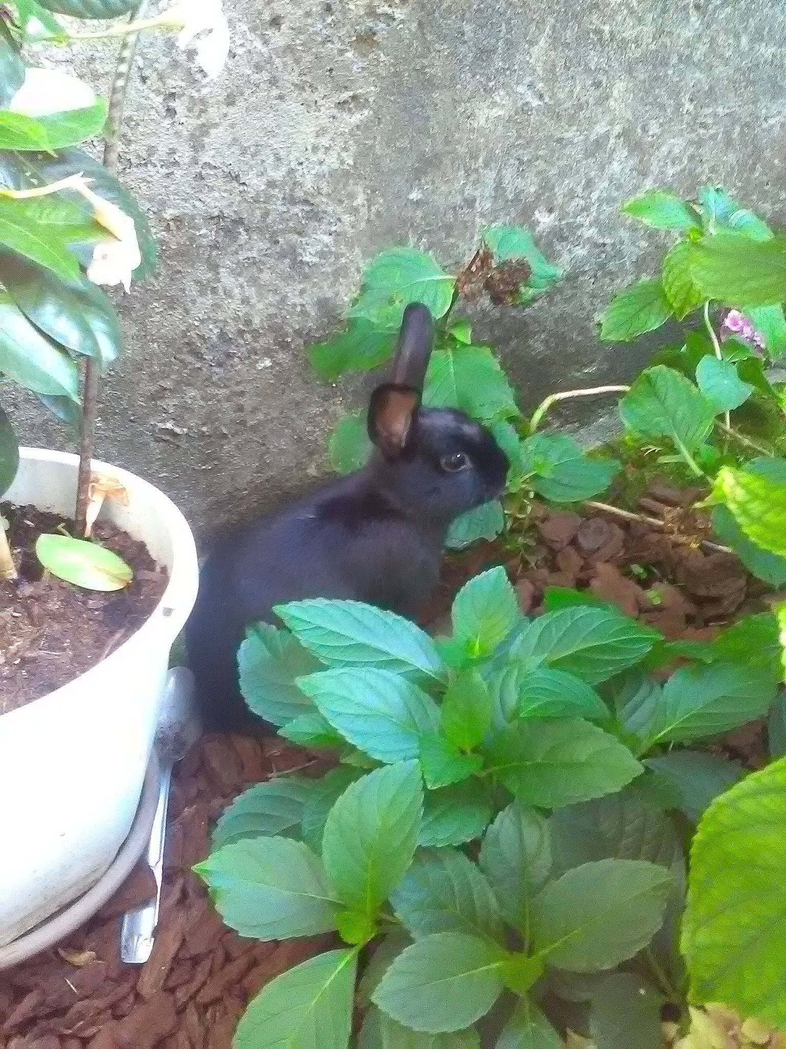 Kookie a rejoint le concours — aidez-le/la à gagner de superbes lots ! basil, flower, herb, ocimum, plant