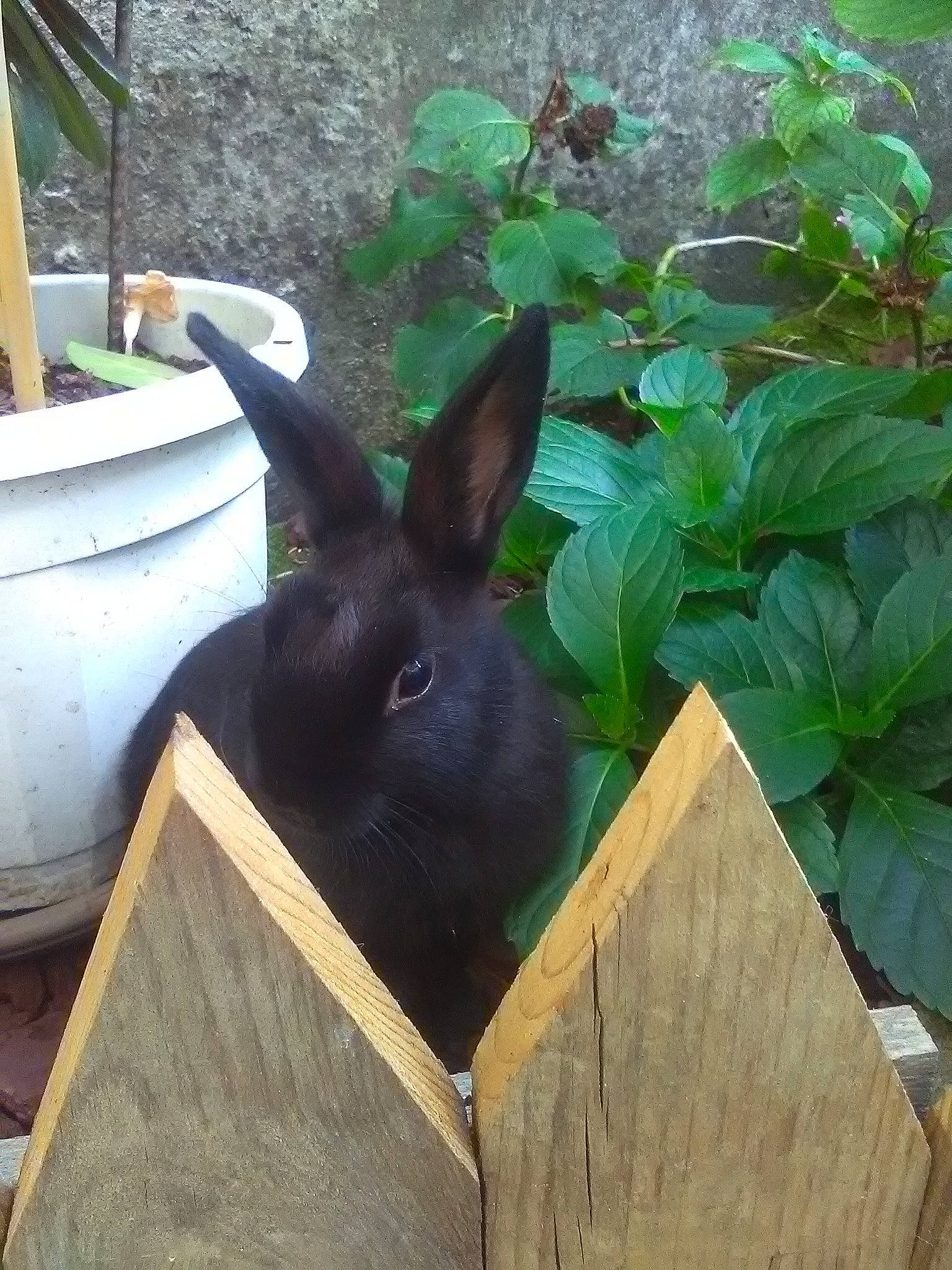 Kookie participe au concours pour gagner de l'argent avec cette photo : domestic_rabbit, hare, herb, plant, rabbit, rabbits_and_hares, wood