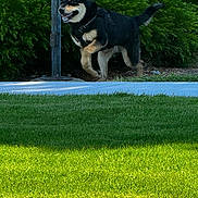 Peanut is registered to the contest to win money with this photo: animal, black_dog, bushes, canine, collar, daylight, dog, fur, grass, happy, leash, nature, outdoor, park, pet, playful, sidewalk, sunlight, tan_dog, walking