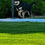 animal, black_dog, bushes, canine, collar, daylight, dog, fur, grass, happy, leash, nature, outdoor, park, pet, playful, sidewalk, sunlight, tan_dog, walking