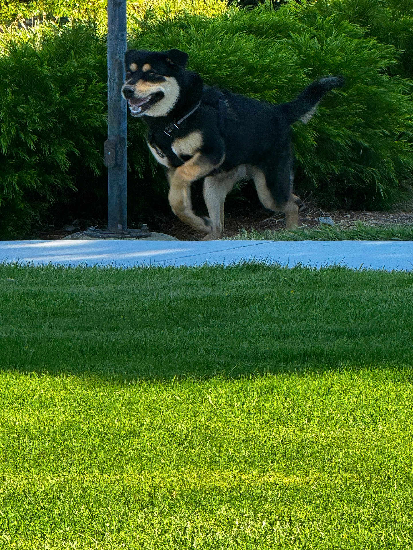 Peanut