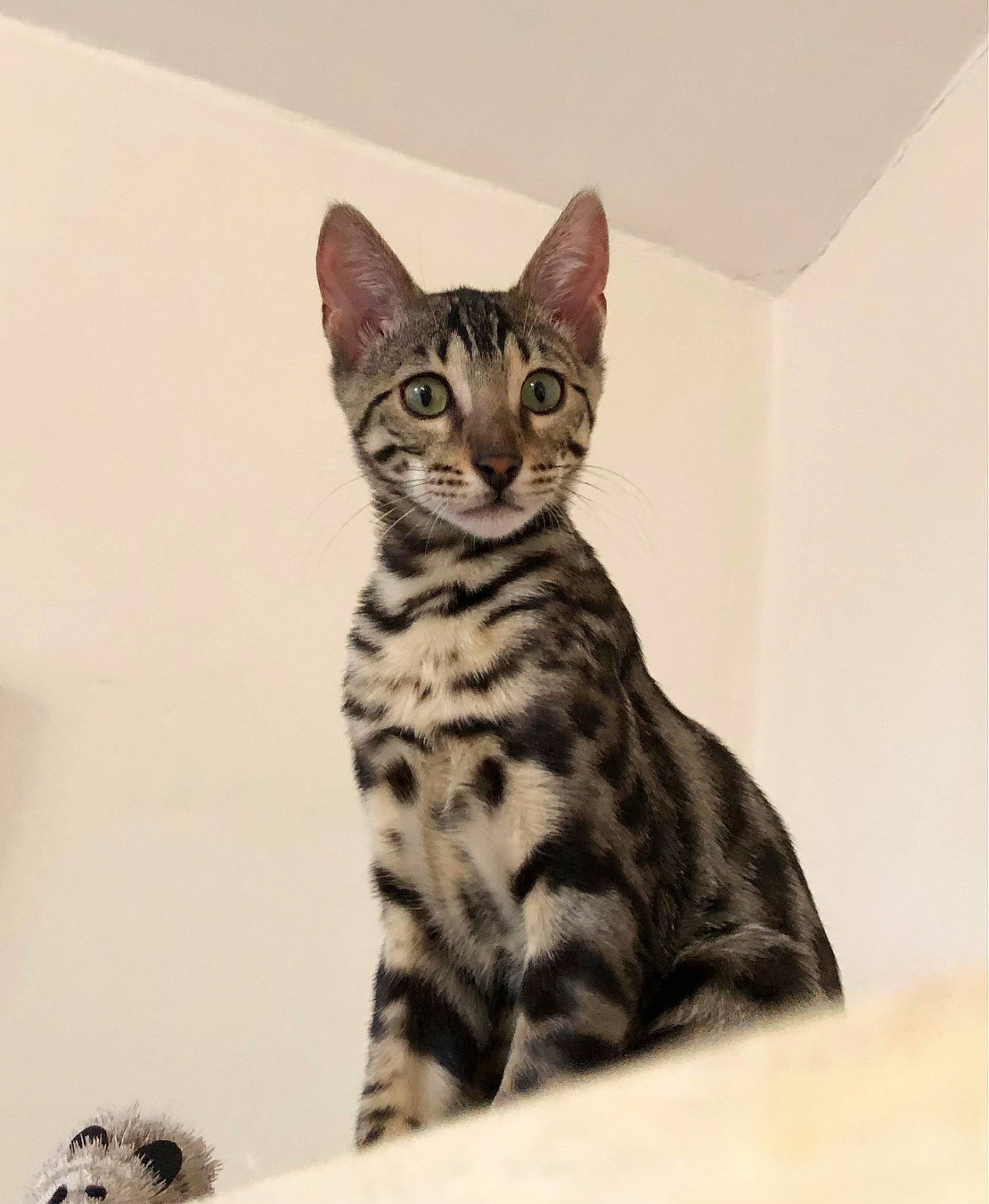 Nora a rejoint le concours — aidez-le/la à gagner de superbes lots ! art, carnivore, cat, domestic_short_haired_cat, felidae, fur, paw, sitting, small_to_medium_sized_cats, snout, tail, terrestrial_animal, whiskers, wildlife