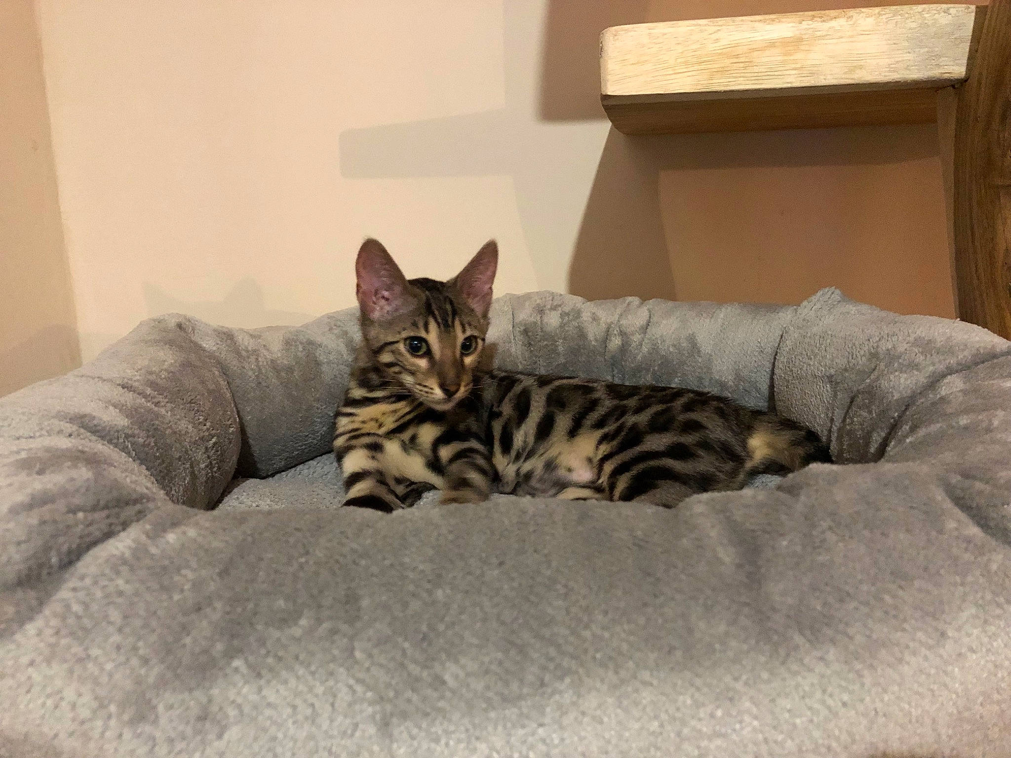 Nora a rejoint le concours — aidez-le/la à gagner de superbes lots ! bed, bedding, box, carnivore, cat, cat_bed, cat_supply, comfort, domestic_short_haired_cat, felidae, flooring, fur, grey, linens, pet_supply, room, small_to_medium_sized_cats, snout, terrestrial_animal, whiskers