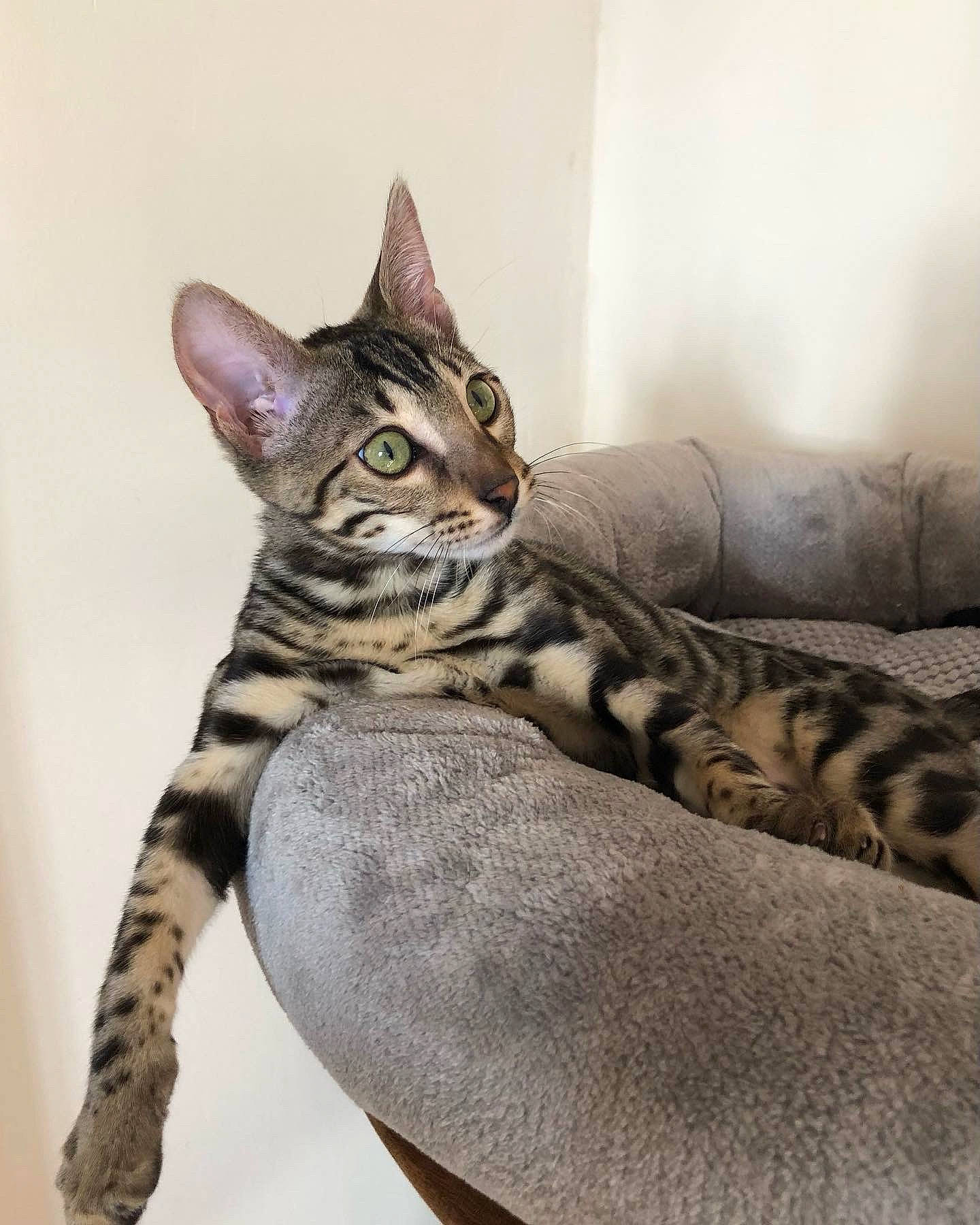 Nora participe au concours pour gagner de l'argent avec cette photo : carnivore, cat, comfort, domestic_short_haired_cat, door, eye, felidae, fur, paw, small_to_medium_sized_cats, snout, tail, terrestrial_animal, whiskers, wildlife