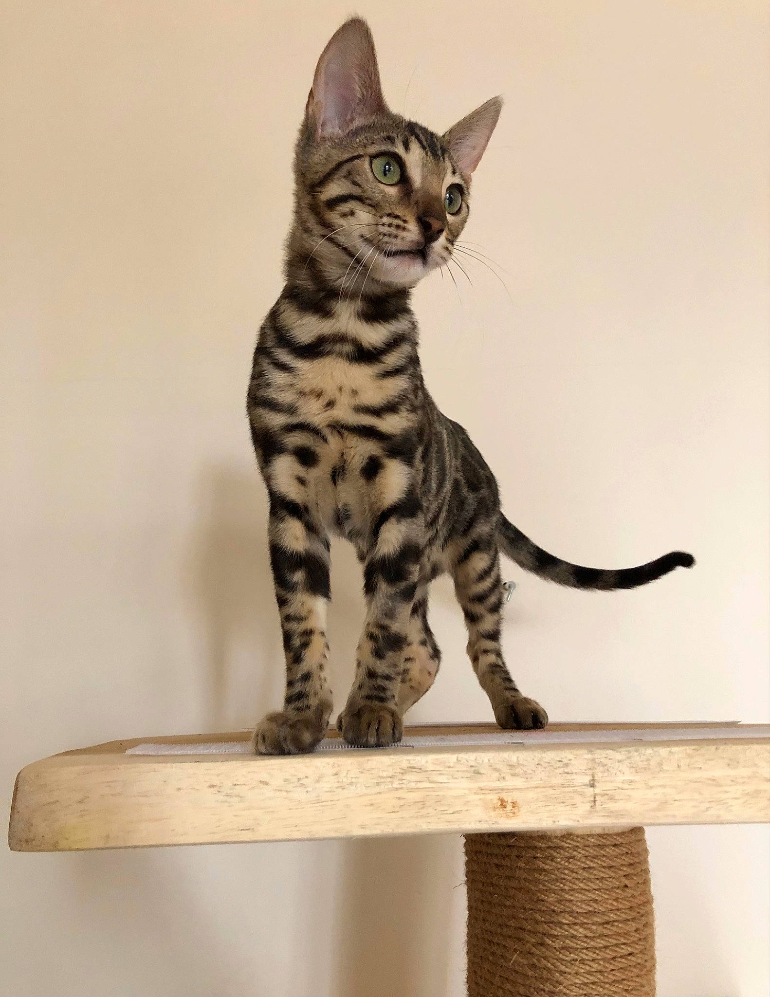 Nora participe au concours pour gagner de l'argent avec cette photo : art, carnivore, cat, domestic_short_haired_cat, felidae, fur, metal, rectangle, sculpture, shelf, small_to_medium_sized_cats, snout, souvenir, tail, terrestrial_animal, toy, whiskers, wildlife, wood