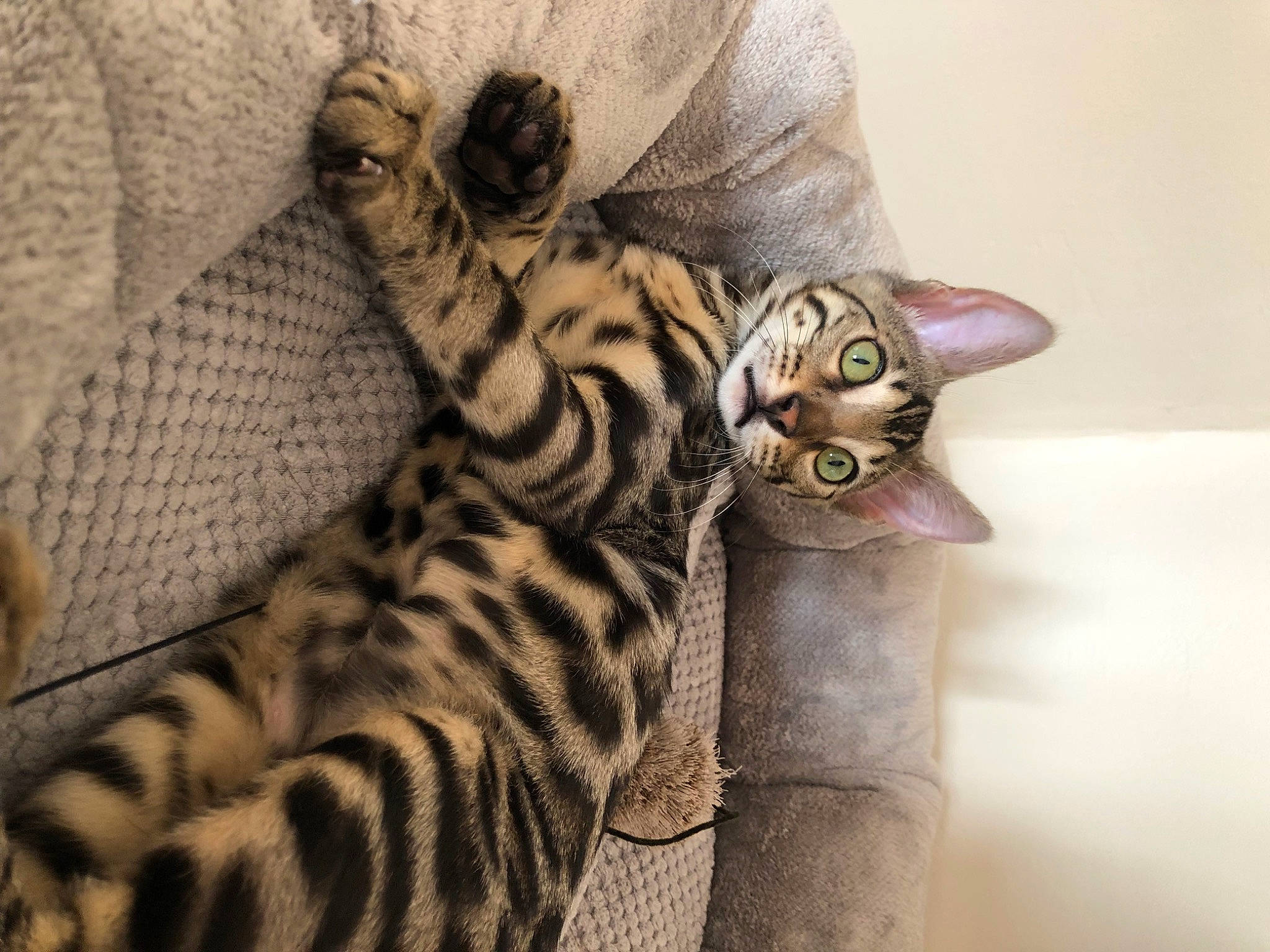 Nora participe au concours pour gagner de l'argent avec cette photo : big_cats, carnivore, cat, claw, comfort, domestic_short_haired_cat, fawn, felidae, fur, linens, mammal, pattern, paw, small_to_medium_sized_cats, snout, tail, terrestrial_animal, whiskers, wildlife, wrinkle