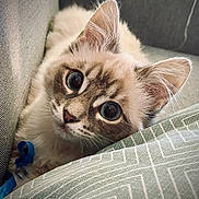 Luna participe au concours pour gagner de l'argent avec cette photo : kitten, cat, fluffy, blue_eyes, curious, close_up, indoor, couch, cushion, fabric, pet, animal, playful, ribbon, feline, whiskers, ears, soft, cozy, cute