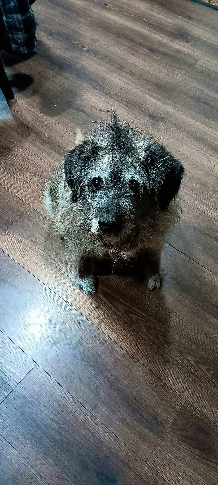 Banjo is registered to the contest to win money with this photo: canidae, carnivore, companion_dog, dog, dog_breed, floor, flooring, hardwood, laminate_flooring, plank, road_surface, small_terrier, snout, sporting_group, terrier, toy_dog, wood, wood_flooring, wood_stain, working_animal