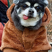 Mama joined the competition — help win amazing prizes! dog, puppy, hoodie, brown, fur, tongue_out, cute, pet, animal, portrait, outdoor, cozy, furry, clothing, sitting, paws, face, expression, warm, small_dog