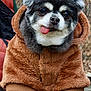 dog, puppy, hoodie, brown, fur, tongue_out, cute, pet, animal, portrait, outdoor, cozy, furry, clothing, sitting, paws, face, expression, warm, small_dog