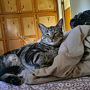 Dexter is registered to the contest to win money with this photo: animal, bed, blanket, cat, cozy, domestic, doorway, floral_pattern, fur, furniture, home, indoor, paws, pet, relaxed, resting, sleepy, tabby_cat, whiskers, wooden_cupboards
