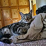 animal, bed, blanket, cat, cozy, domestic, doorway, floral_pattern, fur, furniture, home, indoor, paws, pet, relaxed, resting, sleepy, tabby_cat, whiskers, wooden_cupboards