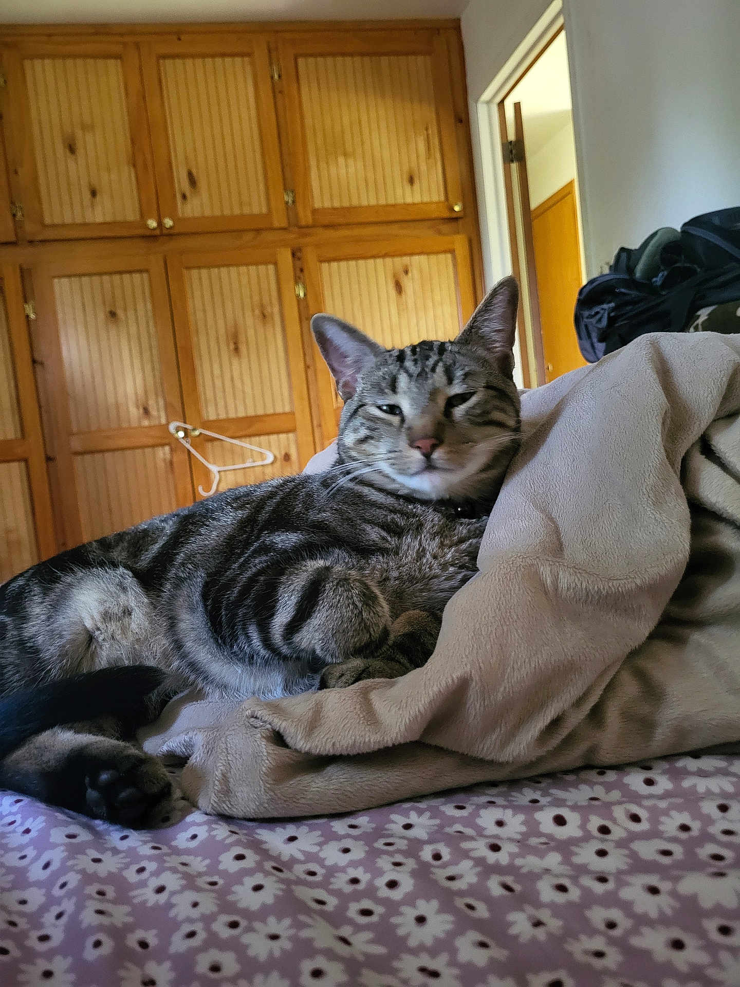 Dexter is registered to the contest to win money with this photo: animal, bed, blanket, cat, cozy, domestic, doorway, floral_pattern, fur, furniture, home, indoor, paws, pet, relaxed, resting, sleepy, tabby_cat, whiskers, wooden_cupboards