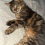 cat, tabby, sleeping, fur, pet, cozy, blanket, indoor, cute, resting, animal, whiskers, paw, feline, relaxed, soft, domestic, cute_animal, mammal, peaceful