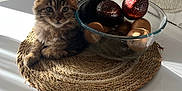 Kitty participe au concours pour gagner de l'argent avec cette photo : kitten, cat, avocado, kiwi, glass_bowl, woven_mat, table, sunlight, shadow, living_room, couch, blanket, cozy, indoor, pet, fur, domestic_animal, fruit, relaxing, nature