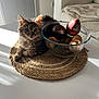 kitten, cat, avocado, kiwi, glass_bowl, woven_mat, table, sunlight, shadow, living_room, couch, blanket, cozy, indoor, pet, fur, domestic_animal, fruit, relaxing, nature
