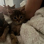 Kitty a rejoint le concours — aidez-le/la à gagner de superbes lots ! kitten, cat, furry, pet, blanket, soft, cozy, indoor, animal, cute, fur, paw, resting, comfort, warm, closeup, person, arm, sleepy, domestic