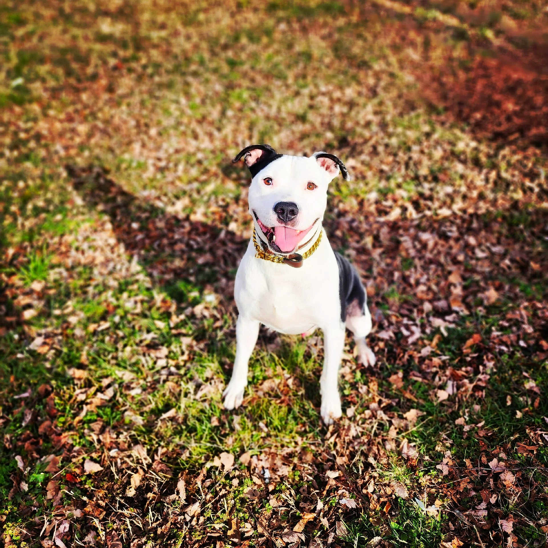 Thor joined the competition — help win amazing prizes! dog, black_and_white, sitting, grass, leaves, outdoor, pet, canine, tongue_out, happy, collar, golden_chain, animal, nature, sunlight, daylight, playful, cute, friendly, portrait