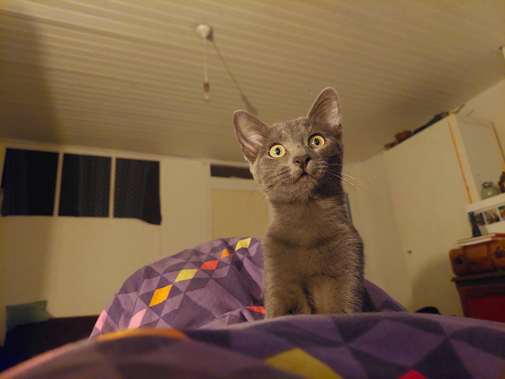 Adenostoma participe au concours pour gagner de l'argent avec cette photo : carnivore, cat, cat_supply, comfort, domestic_short_haired_cat, fawn, felidae, fur, grey, small_to_medium_sized_cats, snout, tail, terrestrial_animal, whiskers, window