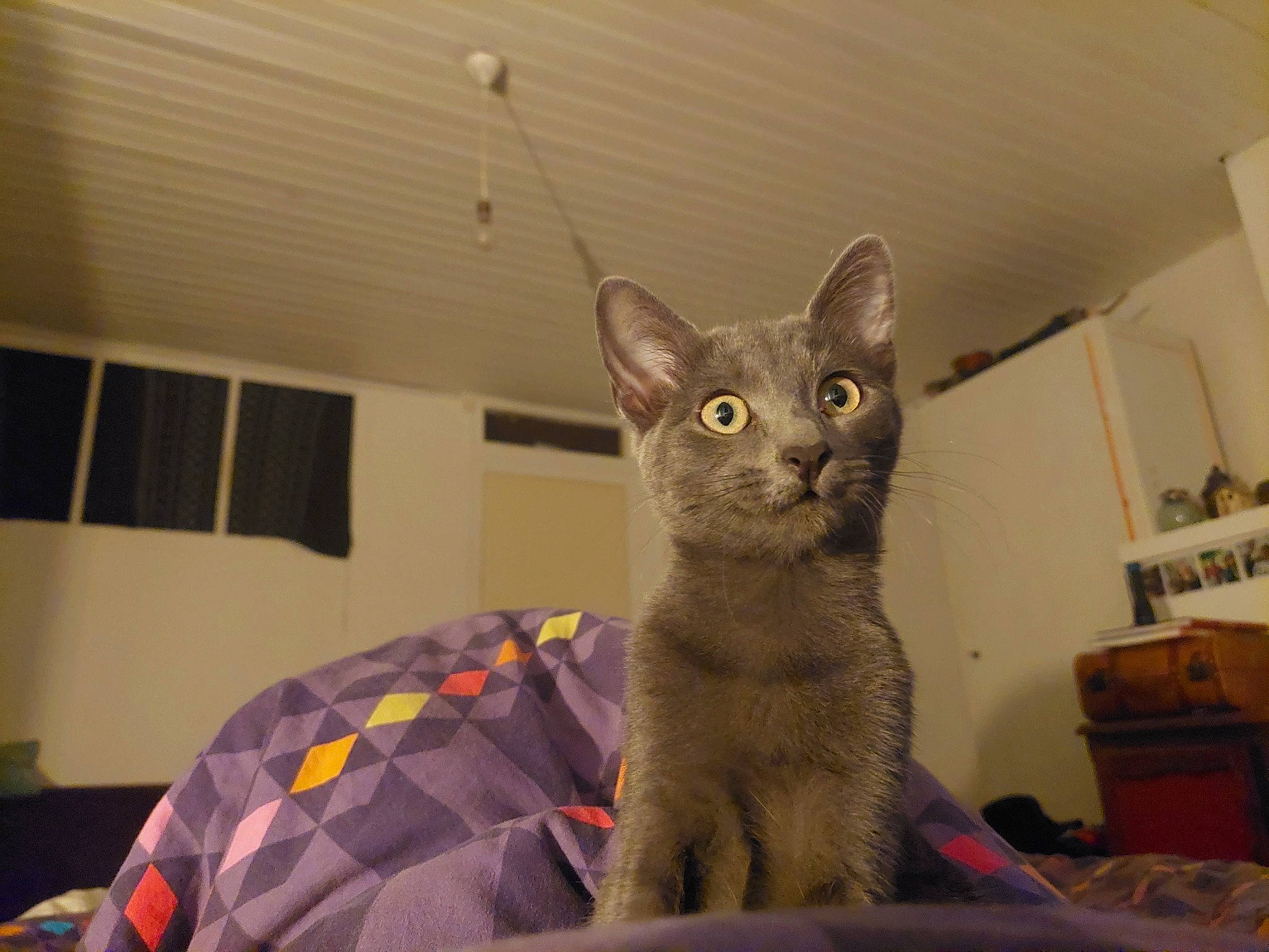 Adenostoma a rejoint le concours — aidez-le/la à gagner de superbes lots ! bed, carnivore, cat, cat_supply, comfort, domestic_short_haired_cat, fawn, felidae, fur, grey, mammal, paw, russian_blue, small_to_medium_sized_cats, snout, tail, terrestrial_animal, whiskers