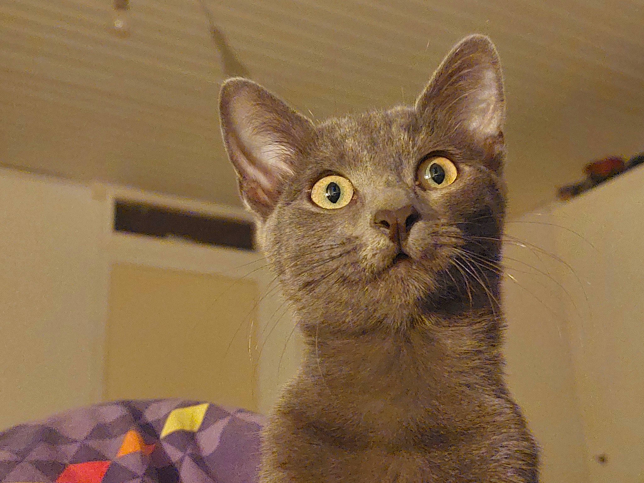 Adenostoma participe au concours pour gagner de l'argent avec cette photo : carnivore, cat, cat_supply, comfort, domestic_short_haired_cat, felidae, fur, pet_supply, small_to_medium_sized_cats, snout, terrestrial_animal, whiskers